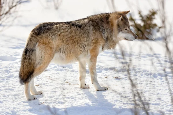 Vista lateral del lobo eurasiático de pie sobre la nieve —  Fotos de Stock