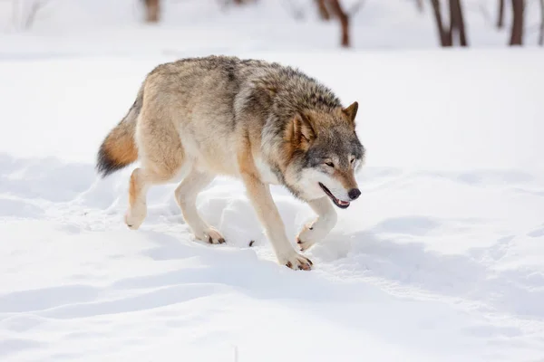 Comprimento total de lobo andando na neve — Fotografia de Stock