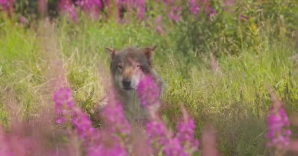 Sömnig stor vuxen man grå varg vilar på en äng och gräs i skogen — Stockvideo