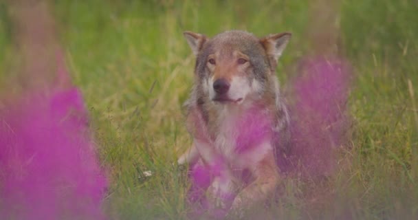 Close-up of a large adult male grey wolf looking for prey in a grass meadow — Stock Video