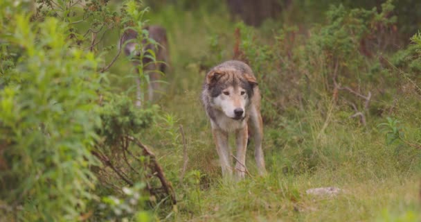 Wilki w watasze wilków stojące w lesie latem — Wideo stockowe