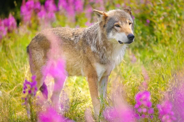 Grande lobo cinzento macho no belo prado de grama na floresta — Fotografia de Stock