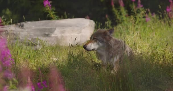 Lobo gris macho adulto grande descansa en la sombra en la hierba en el bosque — Vídeos de Stock