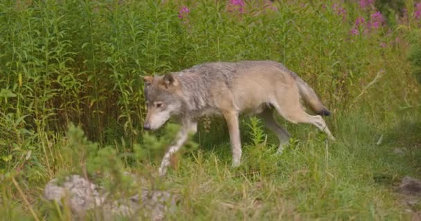 Άγριος αρσενικός λύκος περπατά στο γρασίδι στο δάσος το καλοκαίρι — Αρχείο Βίντεο
