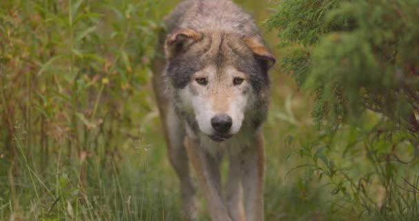 Lobo cinzento velho curioso olha e cheira depois de rivais ou comida na floresta — Vídeo de Stock