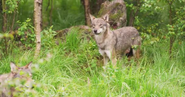 Grey wolf in pack looking after rivals and danger in the forest — Stock Video