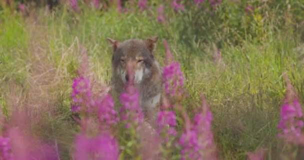 Stor vuxen man grå varg vilar på en äng och gräs i skogen — Stockvideo