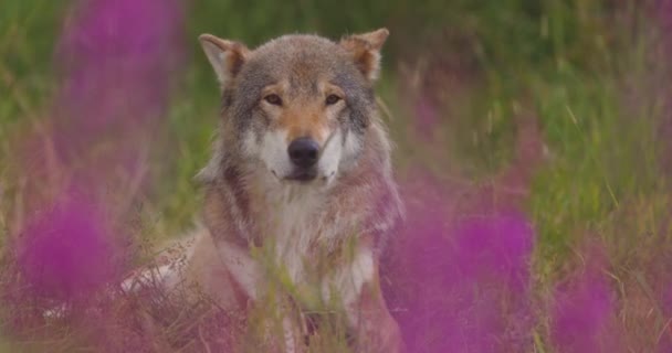 Крупный план большого взрослого самца серого волка, ищущего добычу на лугу — стоковое видео