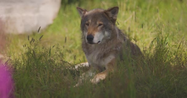 Большой взрослый мужчина серый волк отдыхает в тени, когда что-то вдруг пугает его — стоковое видео