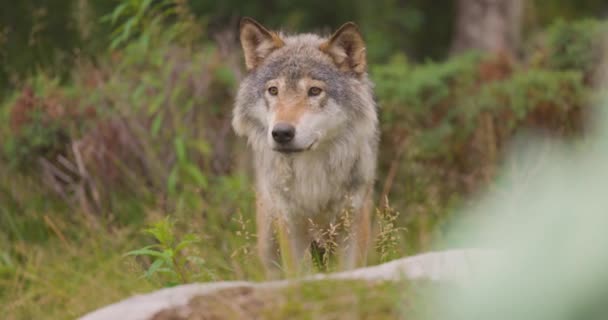 Zbliżenie: piękny szary wilk stojący w lesie obserwacji — Wideo stockowe