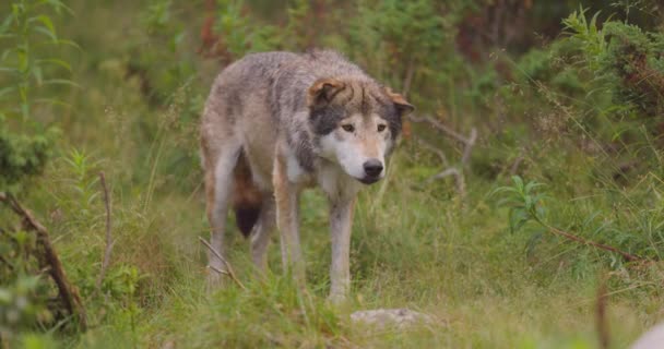 Loup gris aîné se tenant immobile dans l'herbe au sol de la forêt — Video
