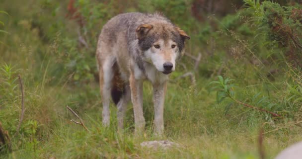 Vuxen grå varg som står stilla i gräset på skogsgolvet — Stockvideo