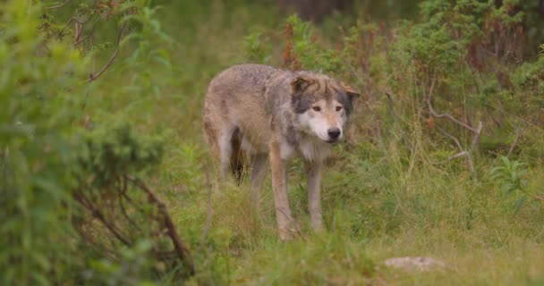 Mooie grijze wolf ruikt na het eten in het gras — Stockvideo