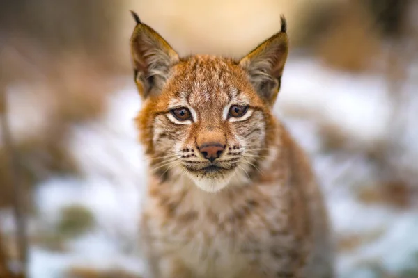 Retrato de lince eurasiático descansa en el bosque a principios de invierno — Foto de Stock