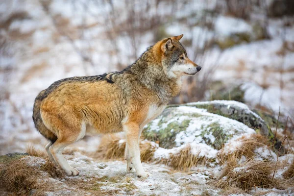 Lupo concentrato nella foresta all'inizio dell'inverno — Foto Stock