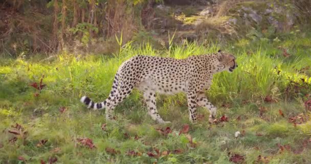 Adult cheetah walking on the grass in the shadow — Stock Video