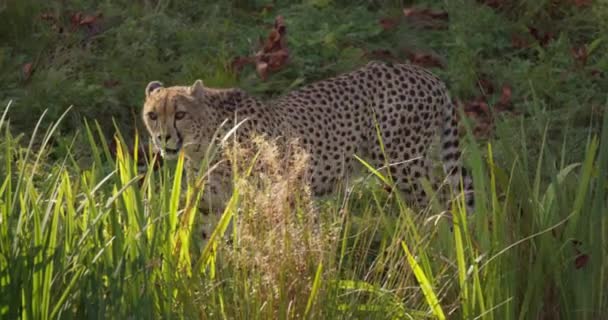 Close-up of beautifuli adult cheetah walking in high grass — Stock Video