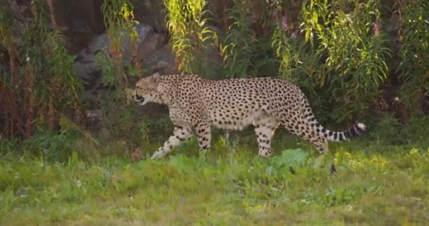 Varning gepard promenader i skuggorna på en gräsbevuxen fält — Stockvideo