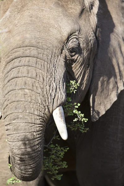 Duży słoń jedzenia trawy — Zdjęcie stockowe