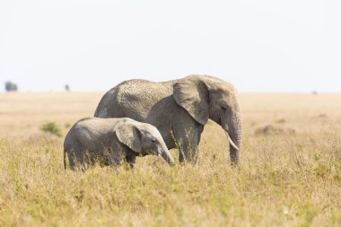 bebek fil Afrika fili annesiyle
