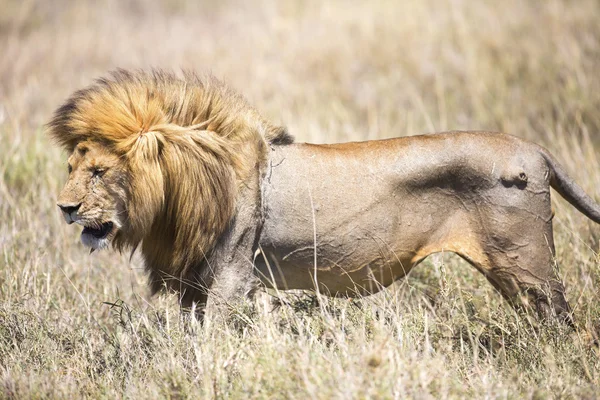 Grande leone maschio selvatico nel Serengeti — Foto Stock