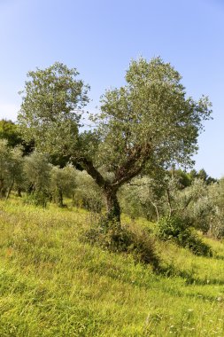 Toskana yeşil zeytin ağacı