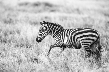 Zebra great plains Serengeti'nin çalışan