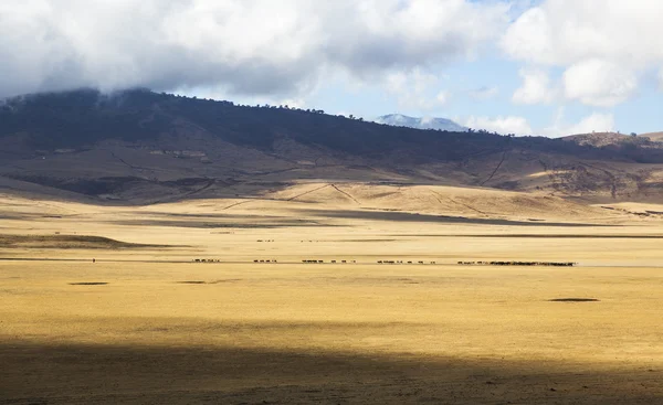 Maasai pastoreando ganado en Ngorongoro —  Fotos de Stock