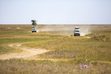 serengeti oyun sürücüsünde turistler Safari