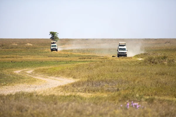 Safari tourists on game drive in Serengeti — Stock Photo, Image