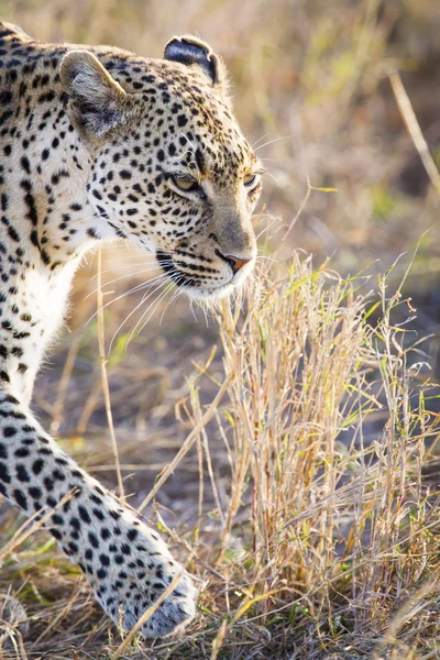 Close-up van leopard in serengeti — Stockfoto