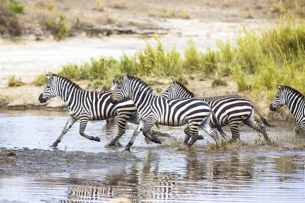 Zebras rennen im Wasser — Stockfoto