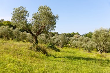 Toskana yeşil zeytin ağacı