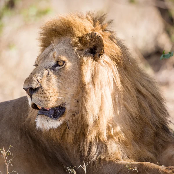 Grote mannelijke leeuw ligt in Afrika — Stockfoto