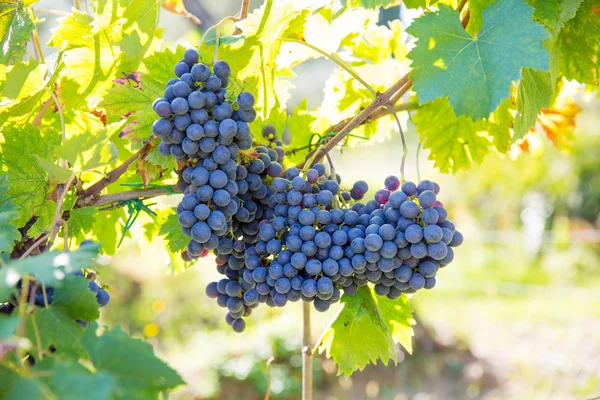Toszkána-bio szőlő rankes — Stock Fotó
