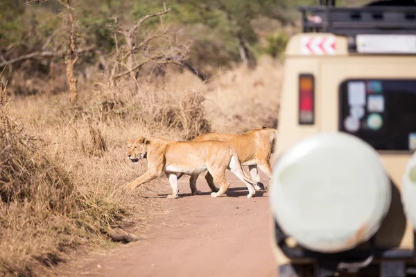 Safari-Touristen auf Pirschfahrt — Stockfoto