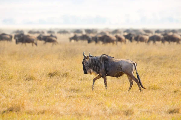 Herds of wildebeests in the Ngorongoro — Stock Photo, Image