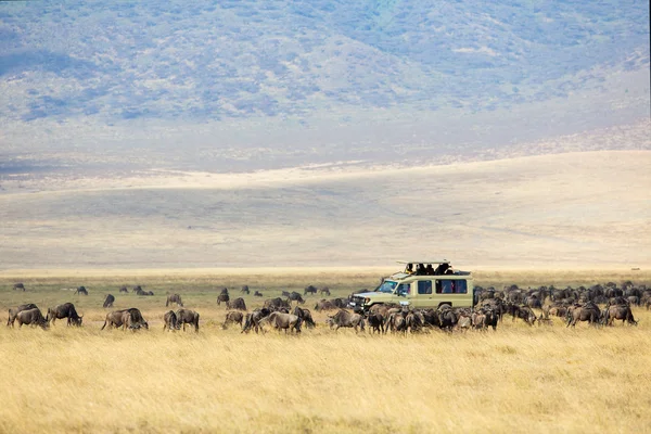 Safari turistler ngorongoro oyun sürücüsünde