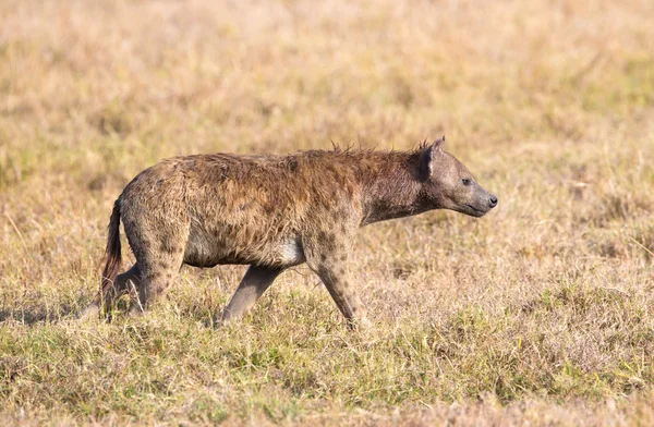 Hyena walks alone in Africa — Stock Photo, Image