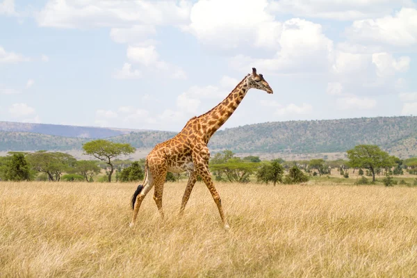 Stor giraff går på slätterna i Afrika — Stockfoto