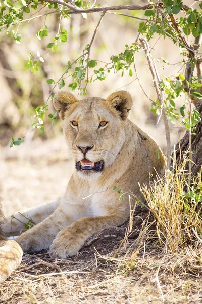 African lioness rests in the shadow — Stock Photo, Image