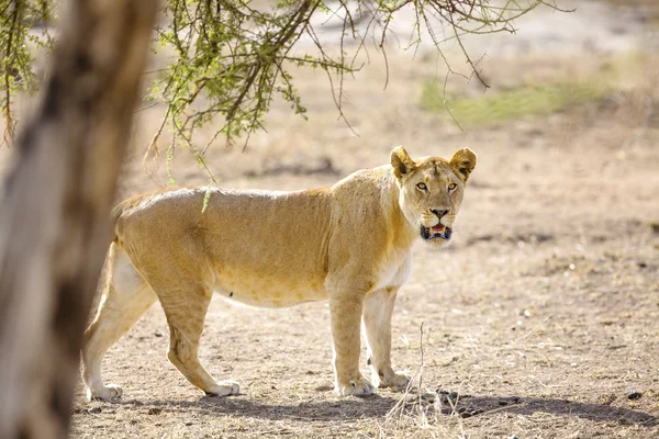 Λιοντάρι μεγάλες βόλτες στο Serengeti Africaa — Φωτογραφία Αρχείου