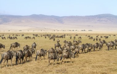 Ngorongoro antiloplar yürüyüşler sürüleri