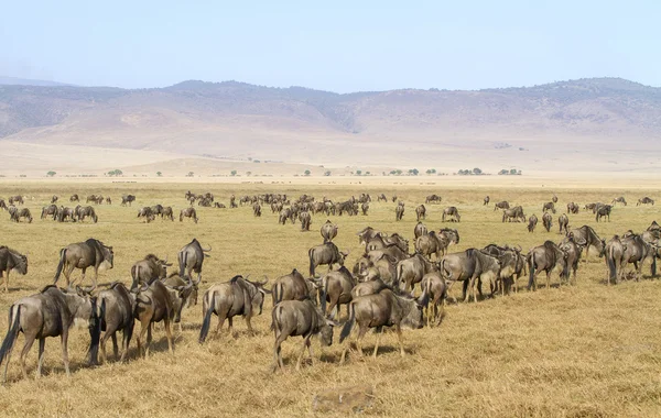 Herds of wildebeests walks in Ngorongoro — Stock Photo, Image