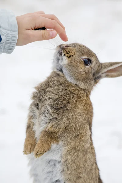 Young girl and cute hare outdoor in the snow — Stock Photo, Image