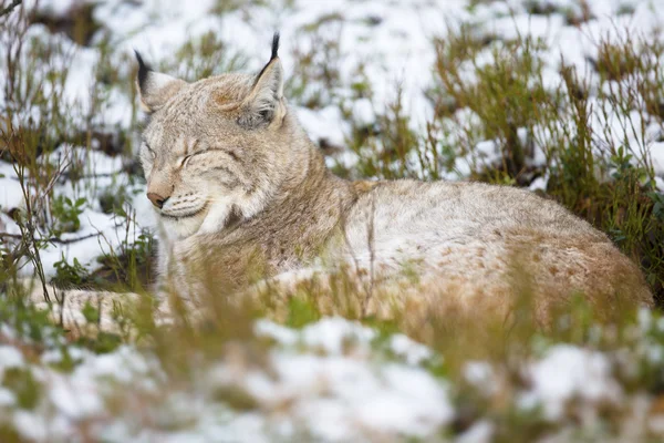 Lynx rests in heather and snow — Stock Photo, Image