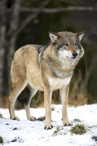 Vlk stojící v lese zima — Stock fotografie