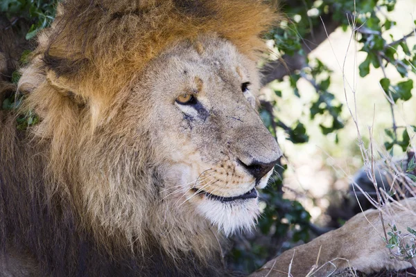 Gran león macho descansa bajo el árbol en África — Foto de Stock