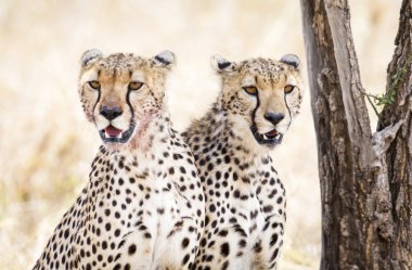Two cheetahs rests after meal in Serengeti clipart