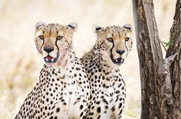 Two cheetahs rests after meal in Serengeti — Stock Photo, Image